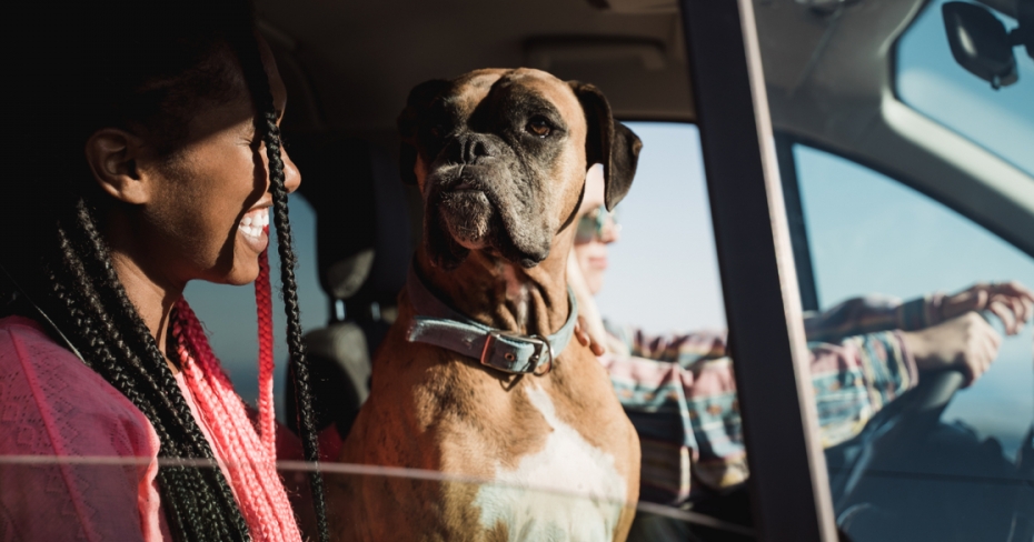 Driving with pets and car insurance: what you should know 